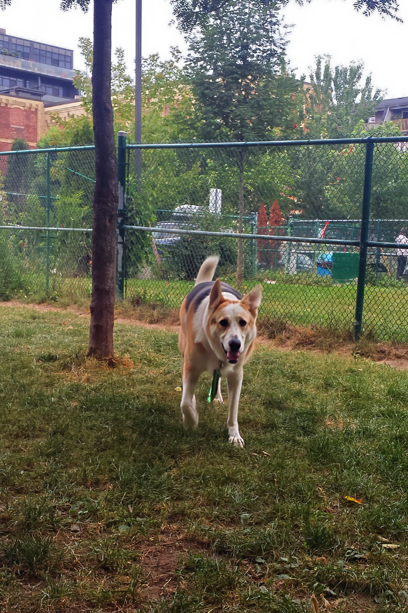 Moxie, the Shelter Sense mascot