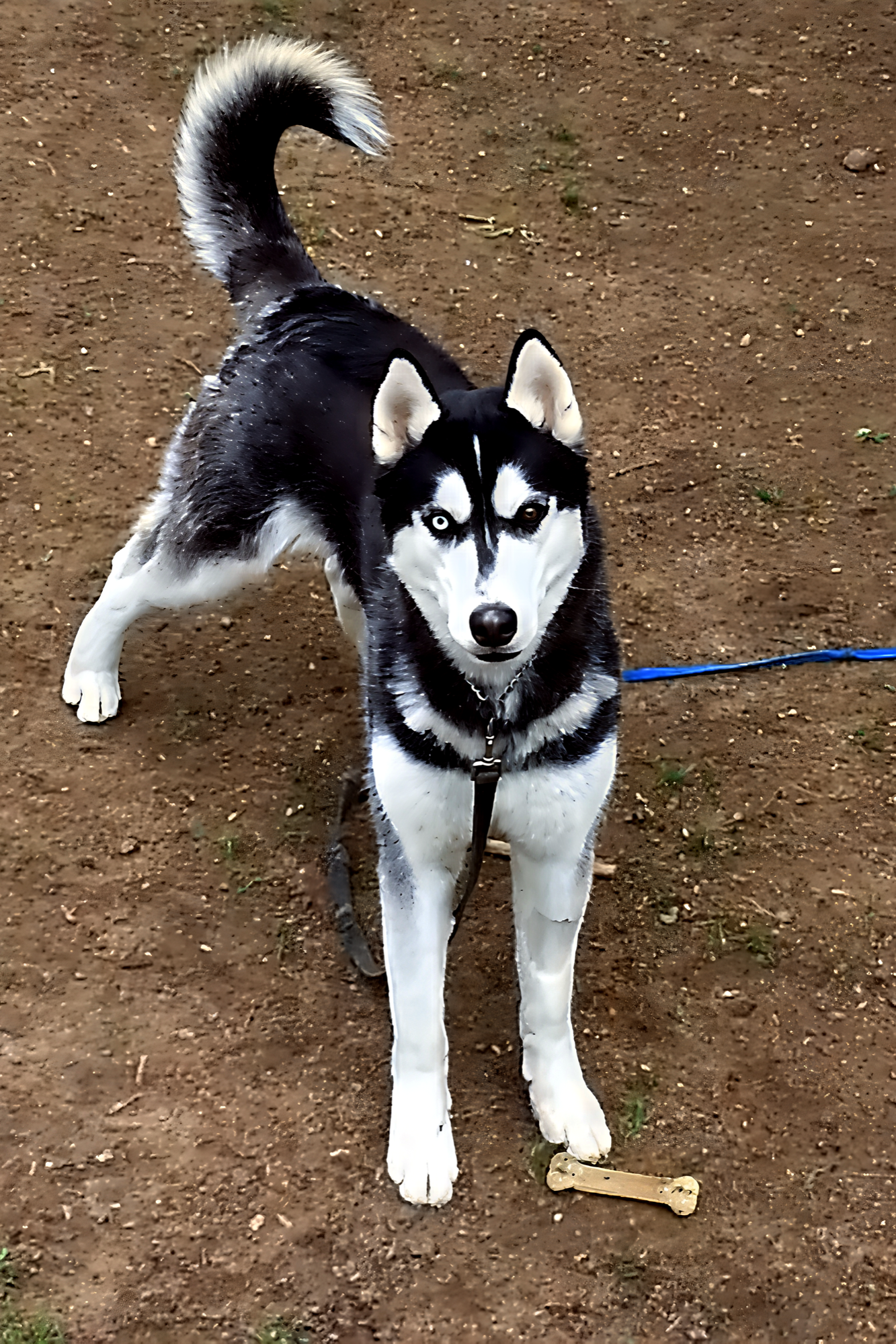 Piccassio, the Shelter Sense mascot